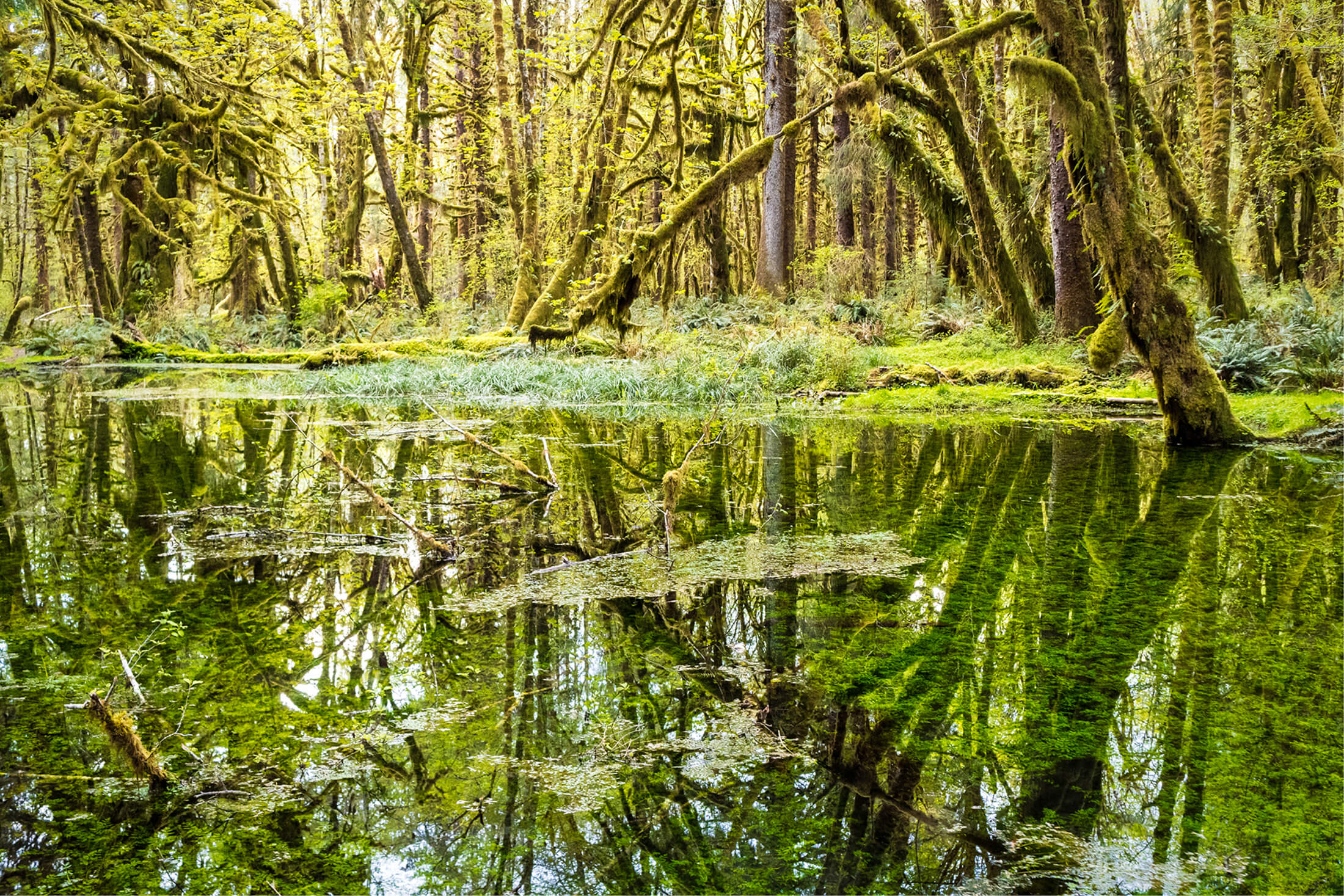 olympic <br />
national park & forest